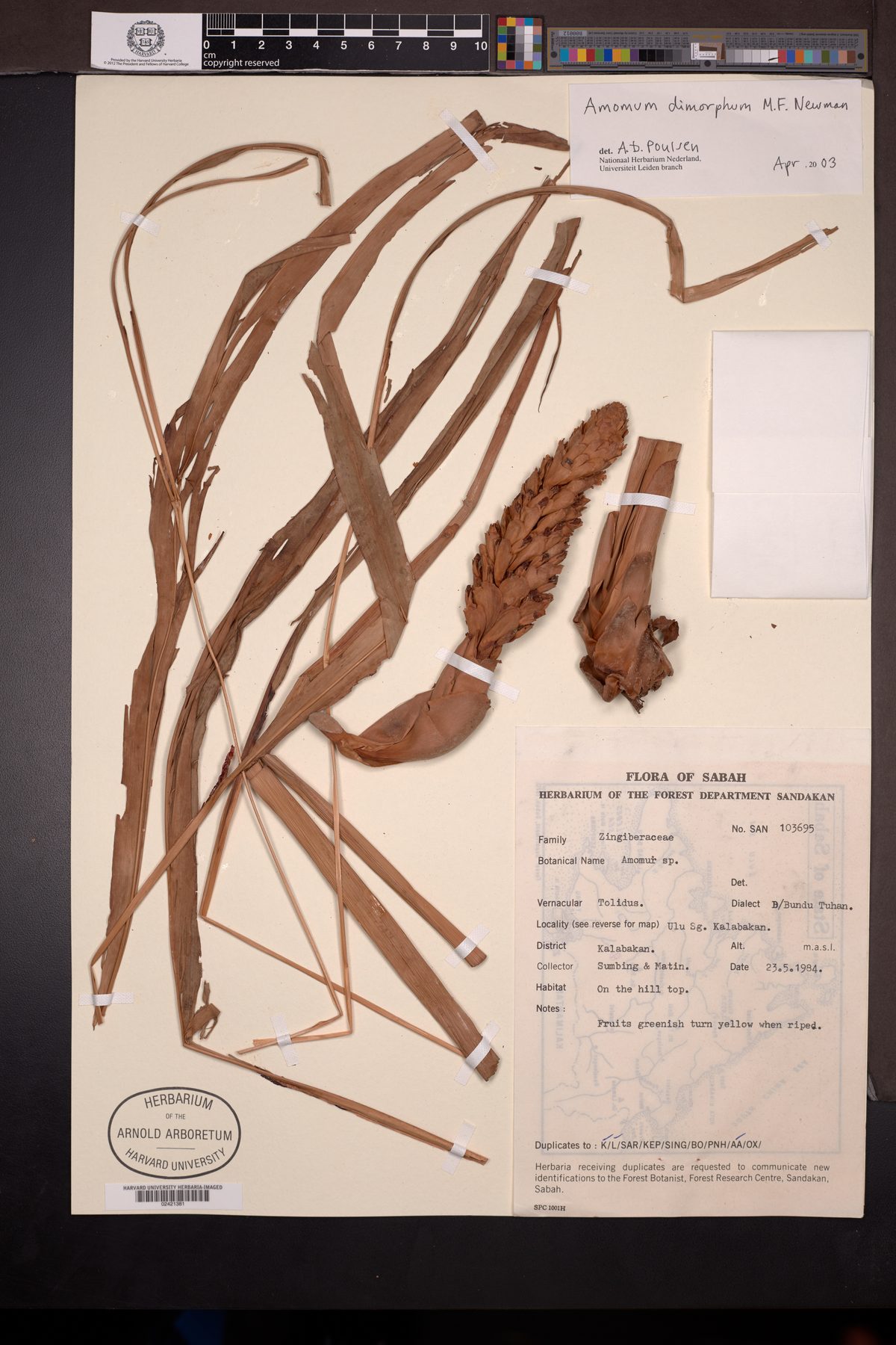 Amomum dimorphum