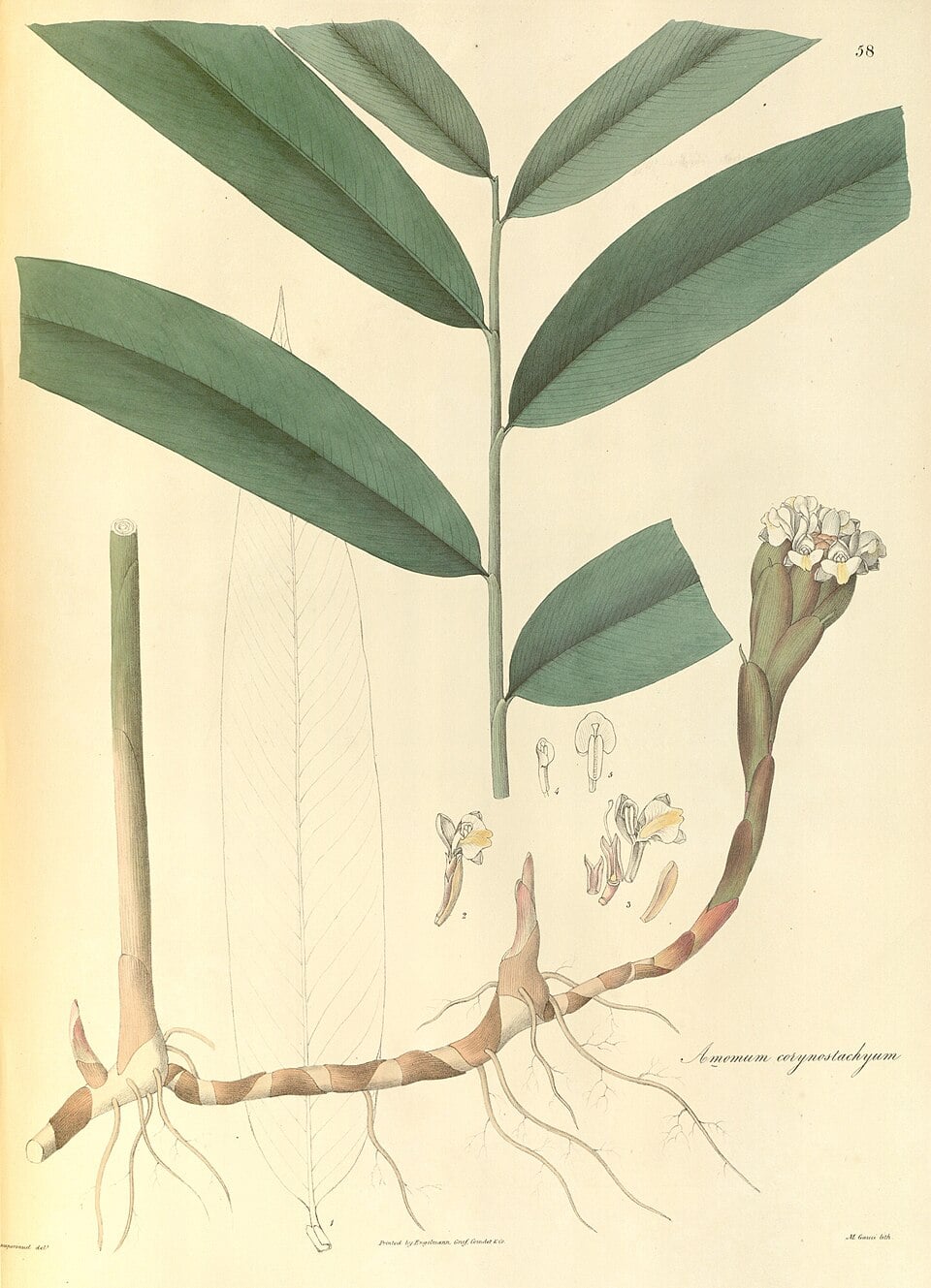 Amomum koenigii