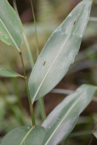 Amomum muricarpum — photo