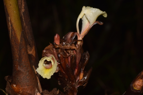 Amomum muricarpum — photo