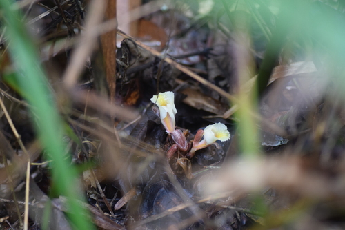 Amomum muricarpum