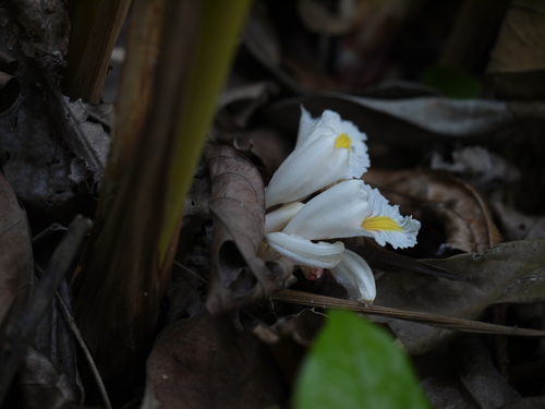 Amomum pterocarpum — photo