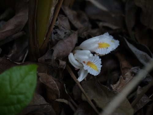 Amomum pterocarpum