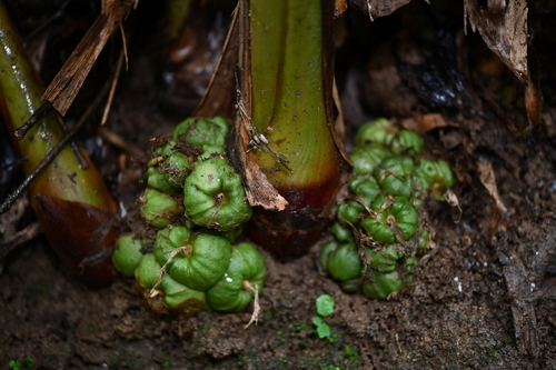 Amomum sericeum
