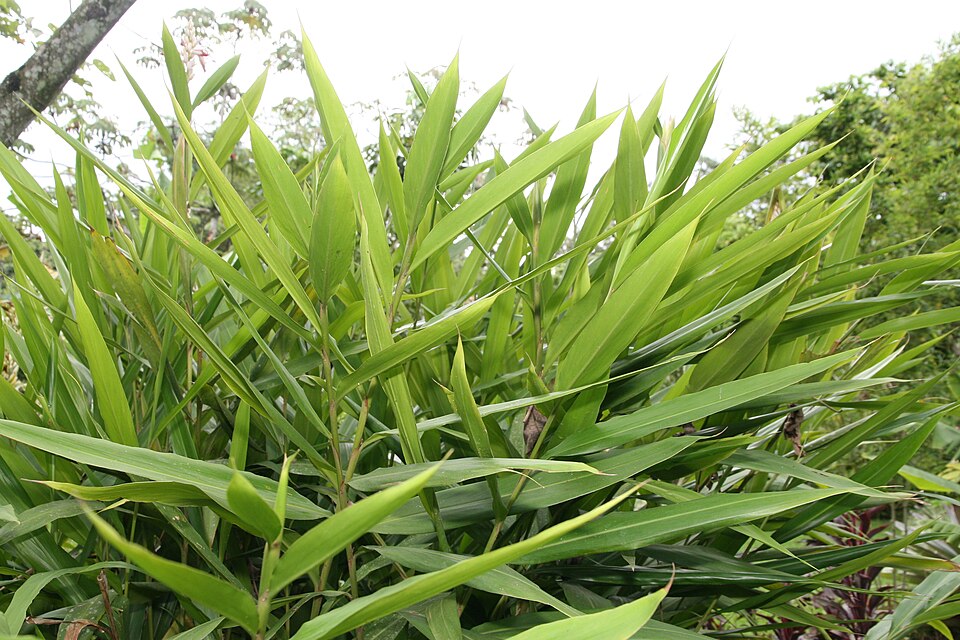 Amomum speciosum — photo