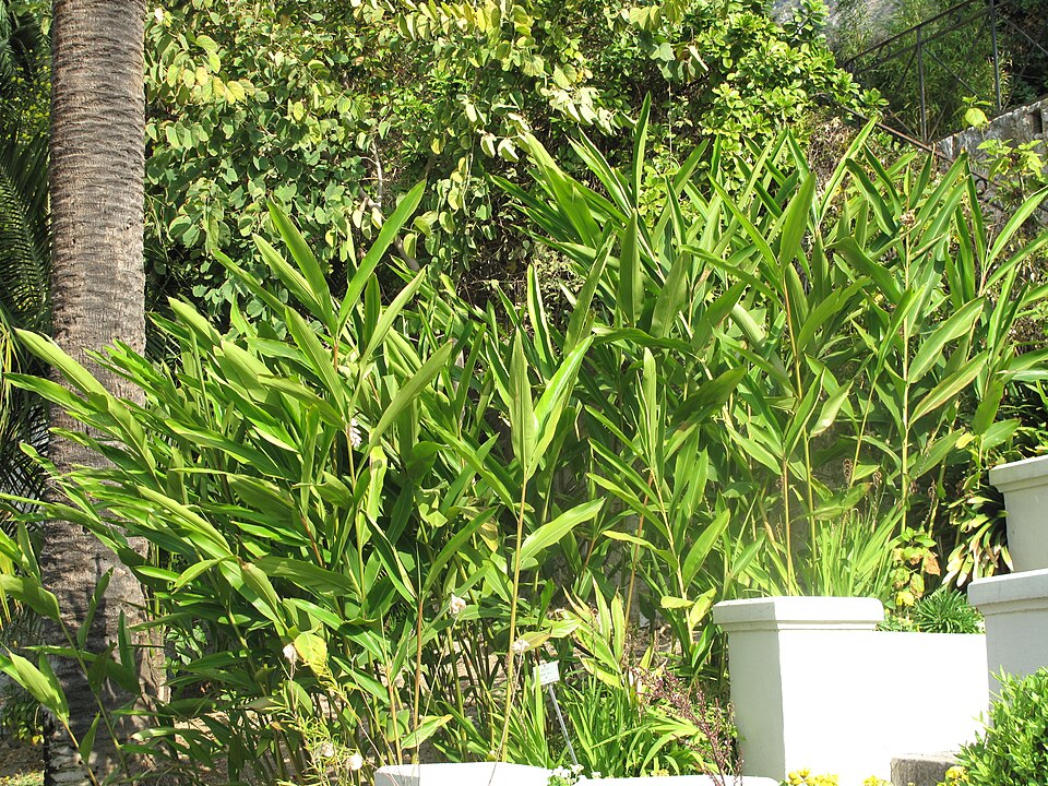 Amomum speciosum