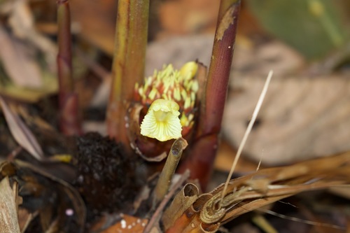 Amomum subulatum (Greater Indian cardamom) — photo