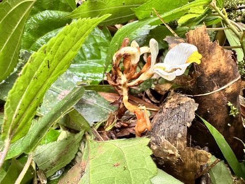 Amomum villosum (Malabar cardamom) — photo