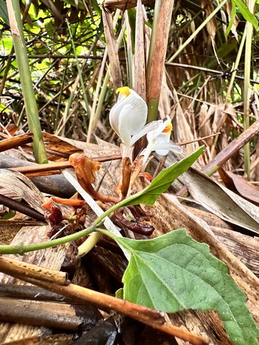 Amomum villosum (Malabar cardamom) — photo
