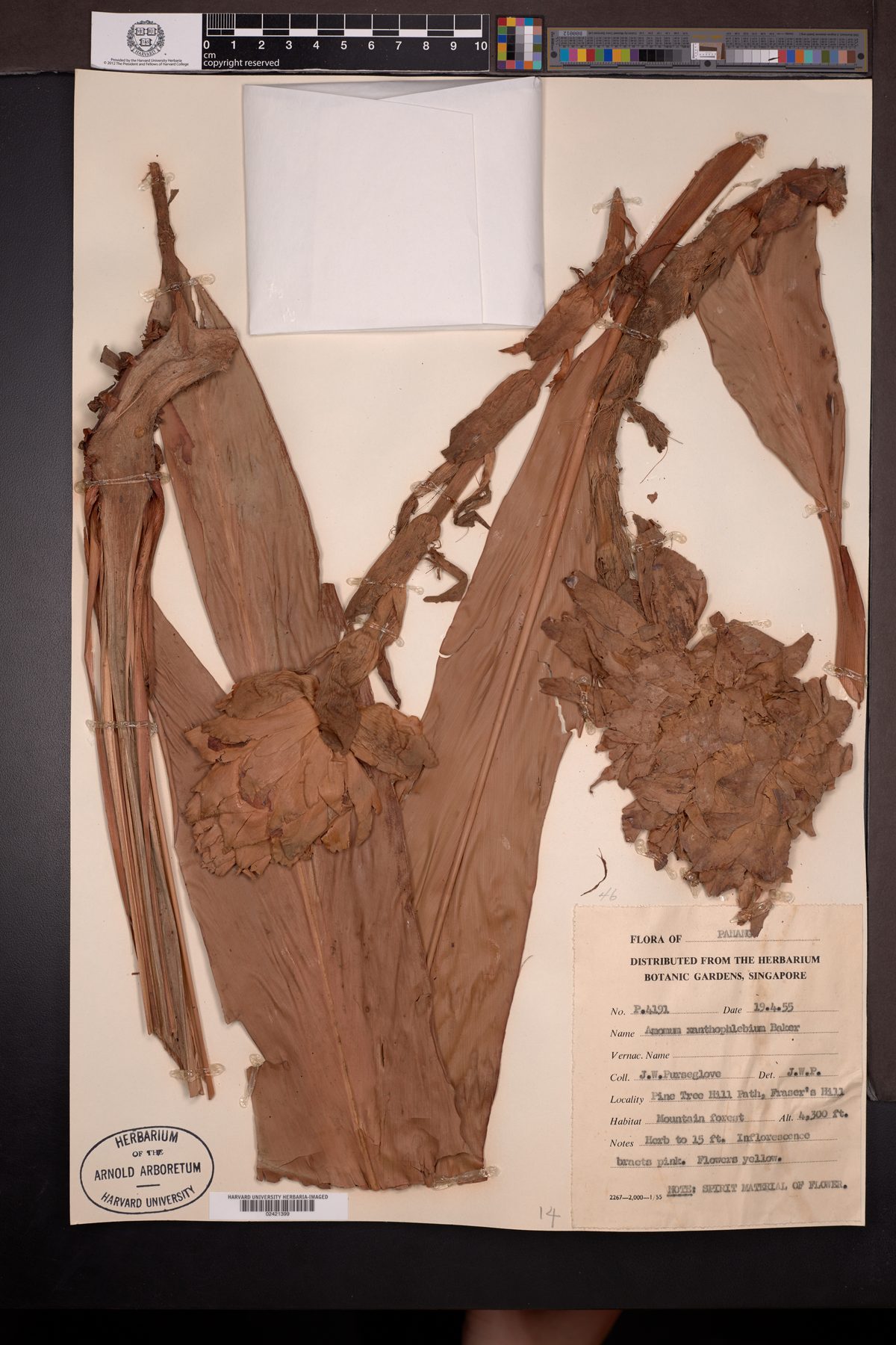 Amomum xanthophlebium (Tepus) — photo