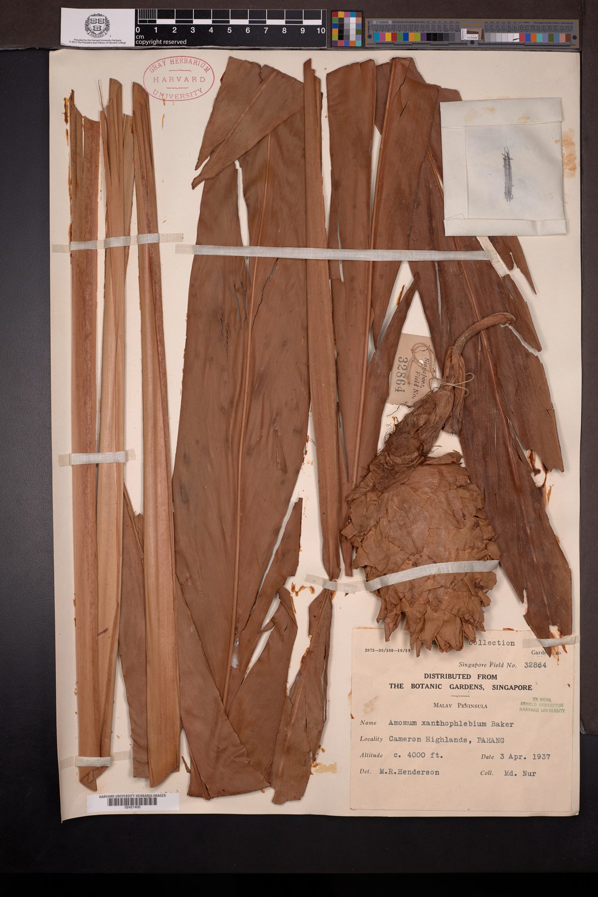 Amomum xanthophlebium (Tepus) — photo