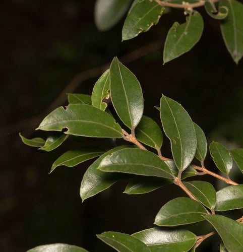 Amomyrtus luma (Luma) — photo