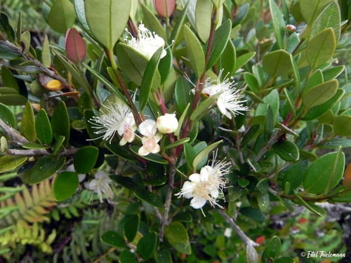 Amomyrtus luma