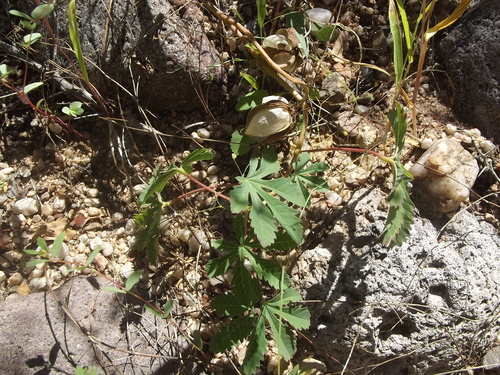 Amoreuxia palmatifida (Saiya) — photo