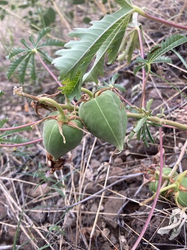 Amoreuxia palmatifida