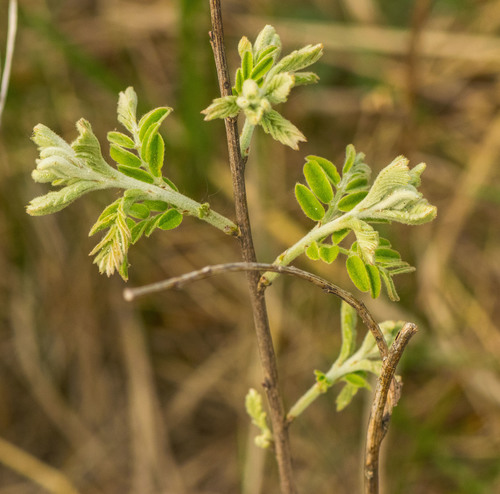 Amorpha canescens (Leadplant) — photo