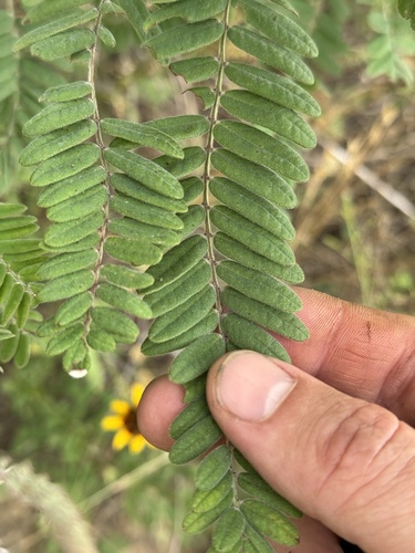 Amorpha canescens (Leadplant) — photo