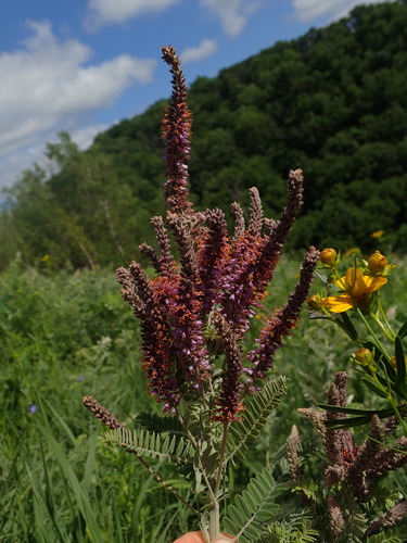 Amorpha canescens