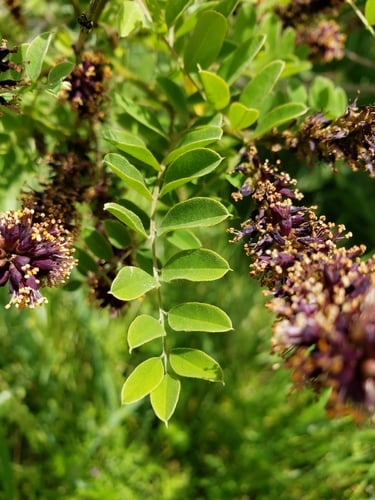Amorpha fruticosa (Indigo bush) — photo