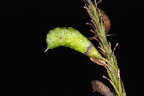 Amorpha fruticosa (Indigo bush) — photo