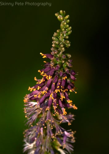 Amorpha fruticosa
