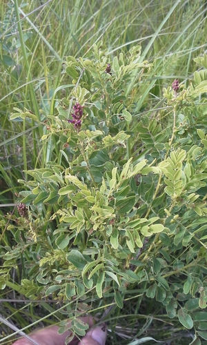 Amorpha nana (Dwarf false indigo) — photo