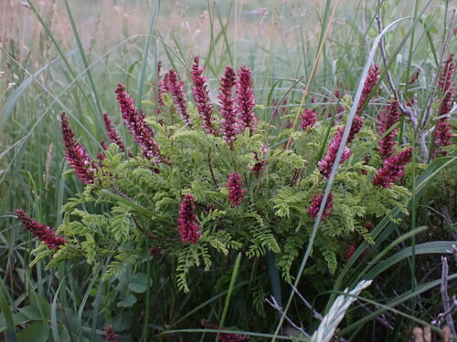 Amorpha nana