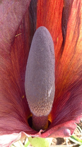 Amorphophallus abyssinicus (Black arum) — photo