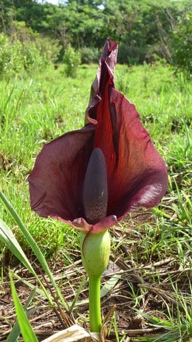 Amorphophallus abyssinicus