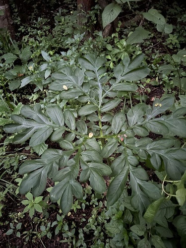 Amorphophallus abyssinicus (Black arum) — photo