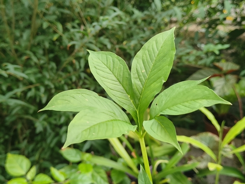 Amorphophallus albus — photo