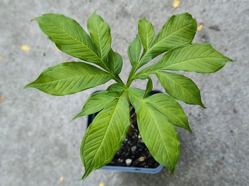 Amorphophallus albus