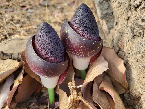Amorphophallus aphyllus (Giant arum) — photo