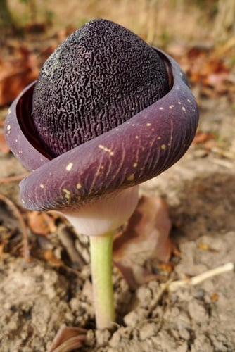 Amorphophallus aphyllus