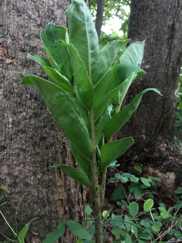 Amorphophallus brevispathus (Erok) — photo