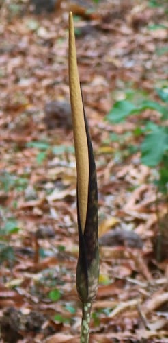 Amorphophallus commutatus (Dragon stalk yam) — photo