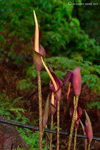 Amorphophallus commutatus