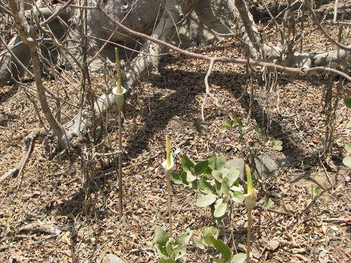 Amorphophallus consimilis (Apaty) — photo