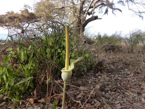 Amorphophallus consimilis (Apaty) — photo