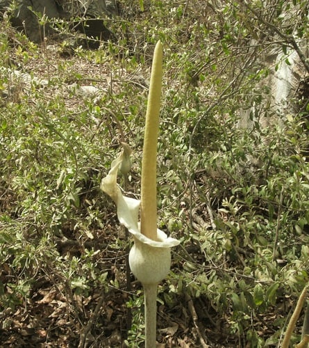 Amorphophallus consimilis