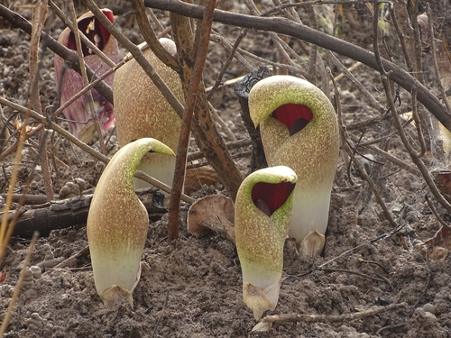 Amorphophallus dracontioides (Gwazar giwa) — photo