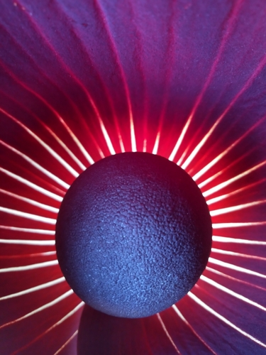 Amorphophallus dracontioides (Gwazar giwa) — photo