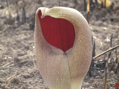 Amorphophallus dracontioides