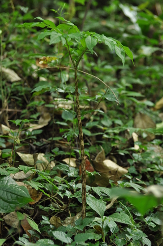 Amorphophallus gomboczianus