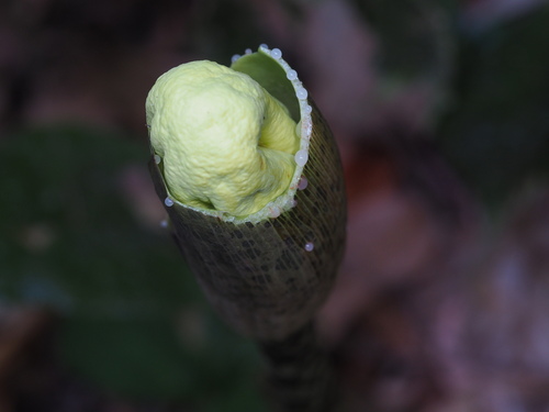 Amorphophallus kachinensis — photo
