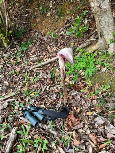 Amorphophallus kachinensis