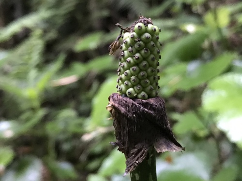 Amorphophallus konjac (Devil's tongue) — photo