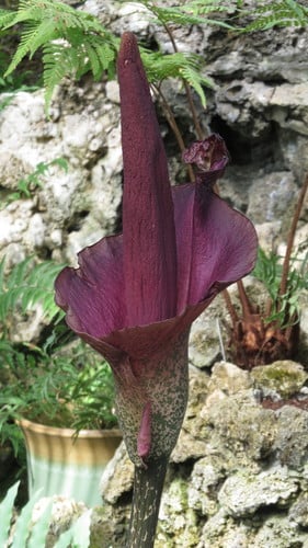 Amorphophallus konjac