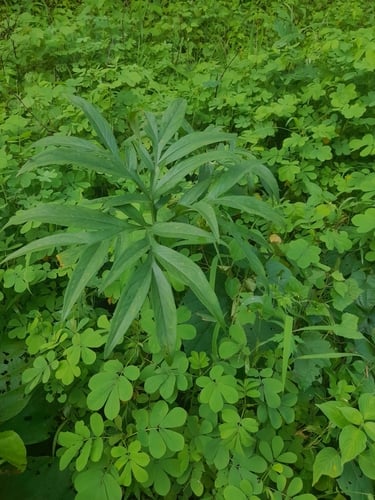 Amorphophallus konkanensis