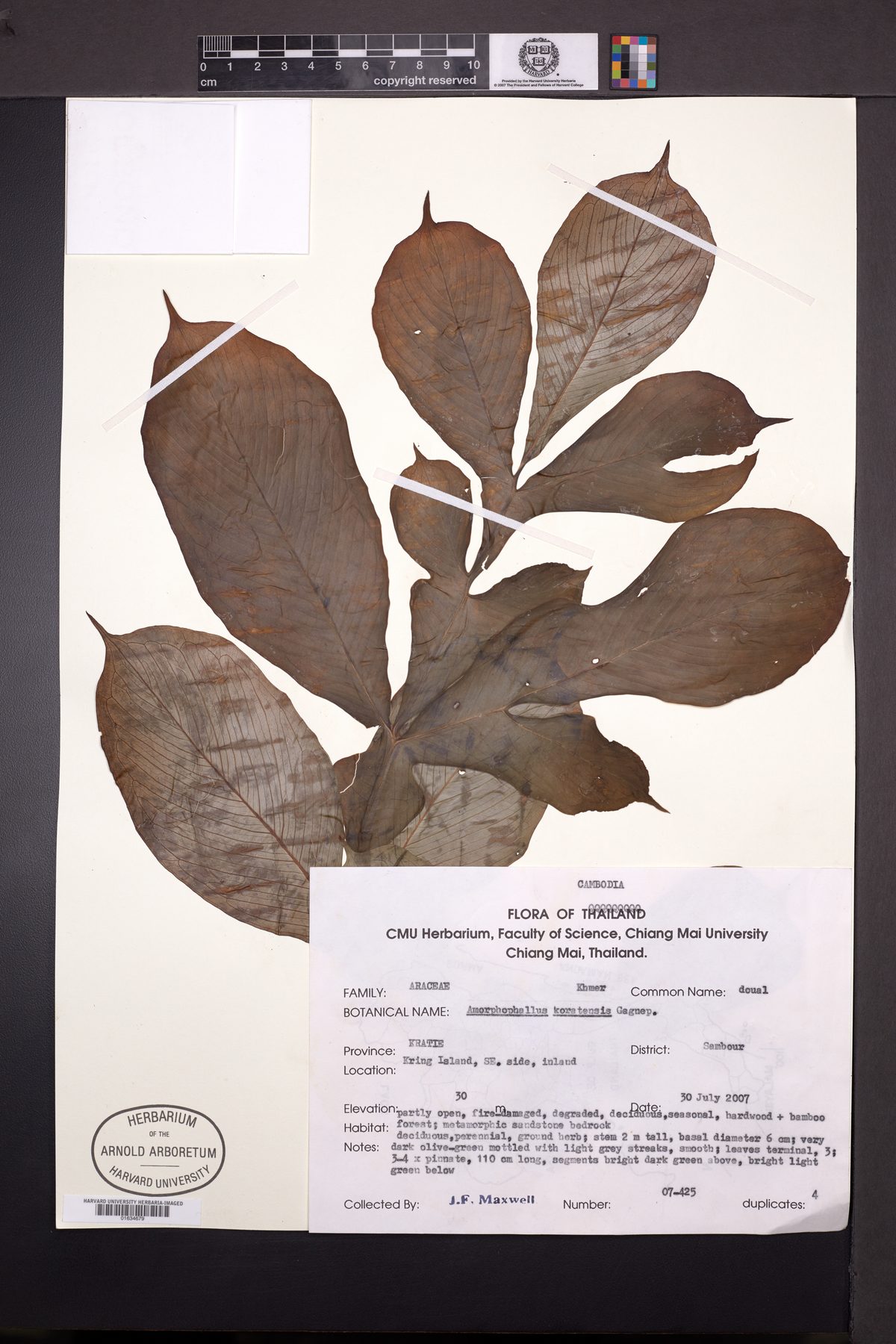 Amorphophallus koratensis — photo